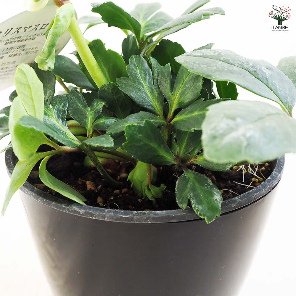 クリスマスローズ ウィンターゴールド 【花苗 5号ポット／1個売り