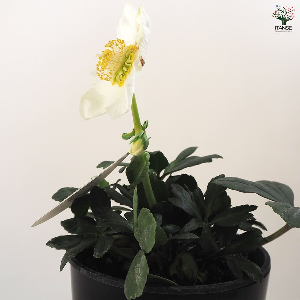 クリスマスローズ ウィンターゴールド 【花苗 5号ポット／1個売り