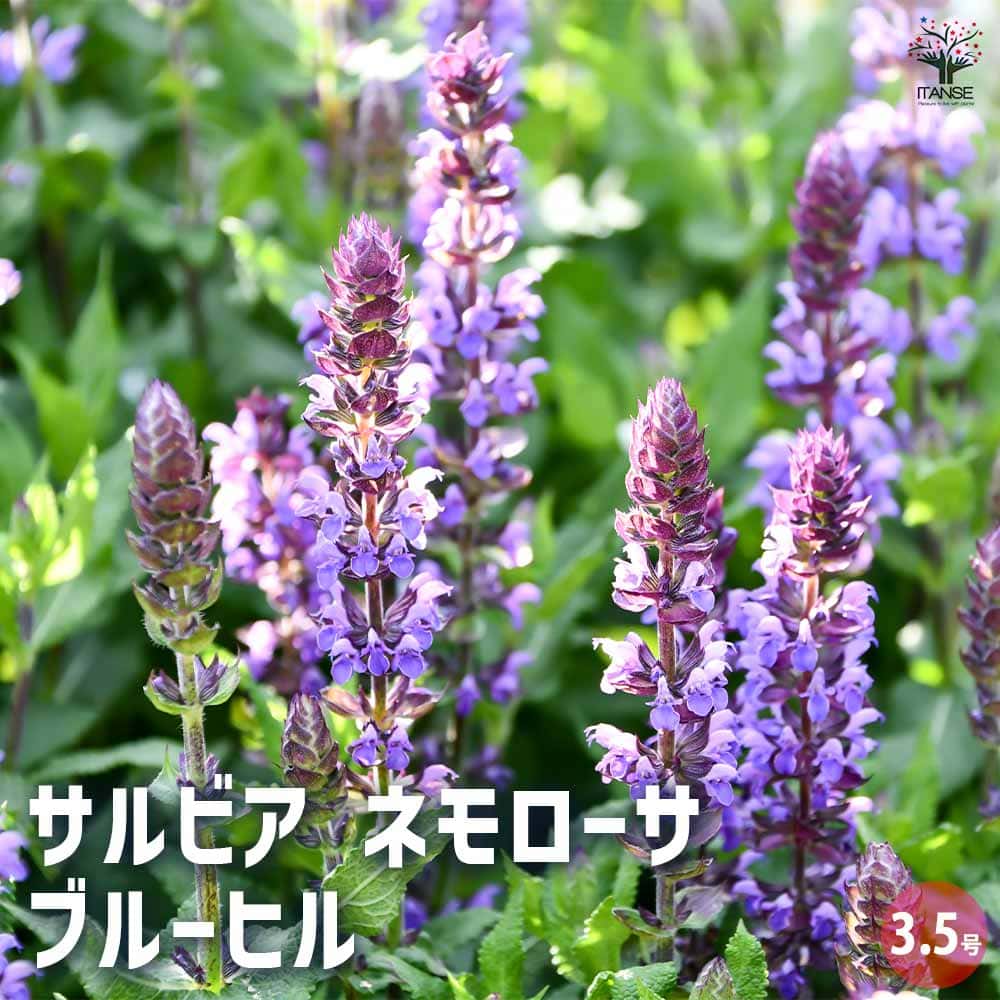 サルビア ネモローサ ブルーヒル 【ハーブの苗 3.5号】｜ 【植物の