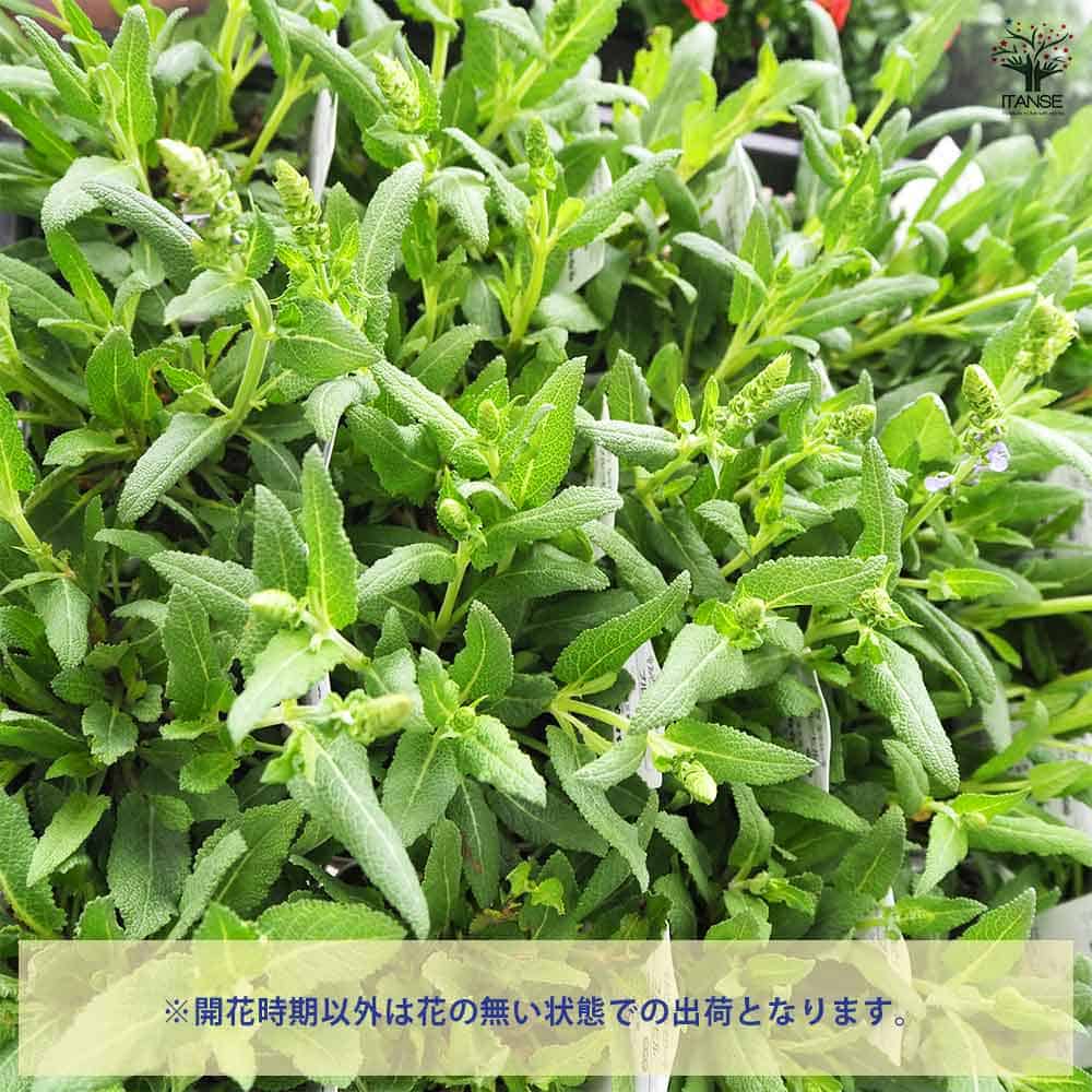 サルビア ネモローサ ブルーヒル 【ハーブの苗 3.5号】| 【植物 サルビア ネモローサ ブルーヒル 【ハーブの苗 3.5号】| 【植物