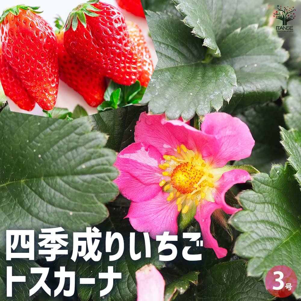 いちごの苗 四季成りいちご トスカーナ2個~ 【野菜の苗 3号】