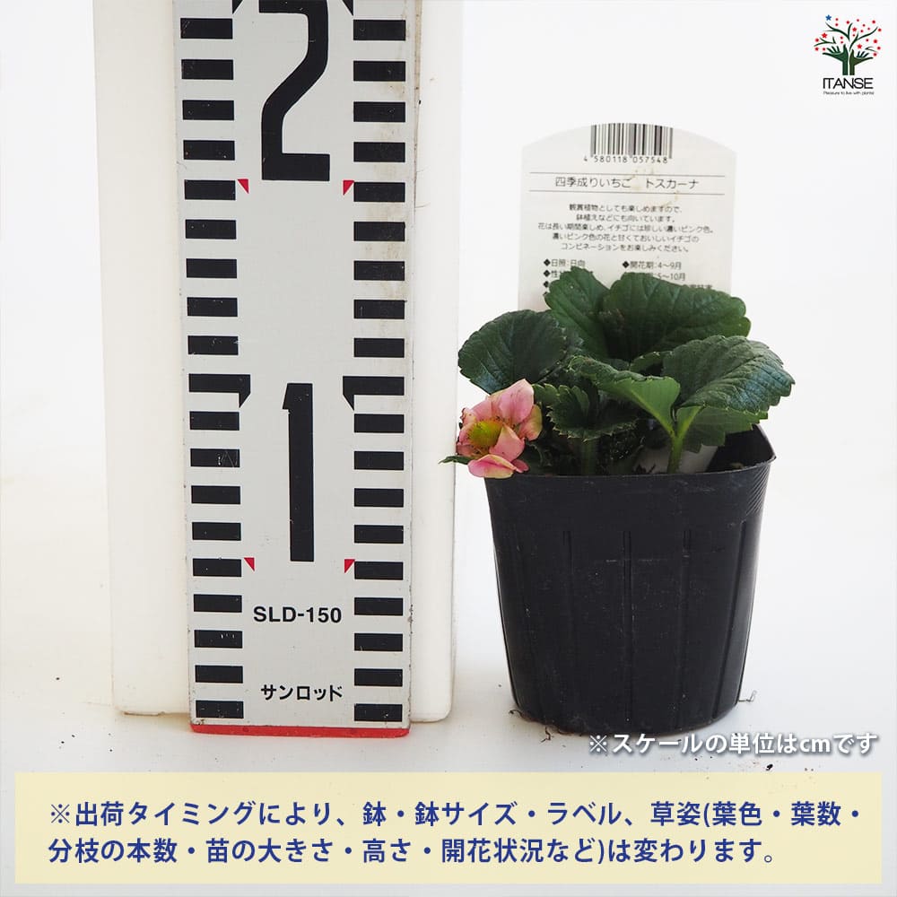 いちごの苗 四季成りいちご トスカーナ2個~ 【野菜の苗 3号】