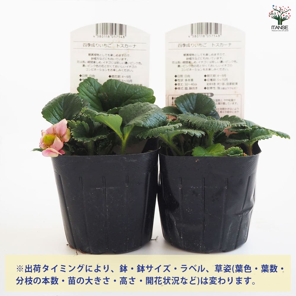 いちごの苗 四季成りいちご トスカーナ2個~ 【野菜の苗 3号】