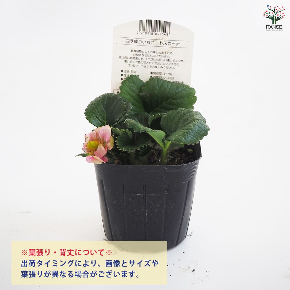 いちごの苗 四季成りいちご トスカーナ2個～ 【野菜の苗 3号