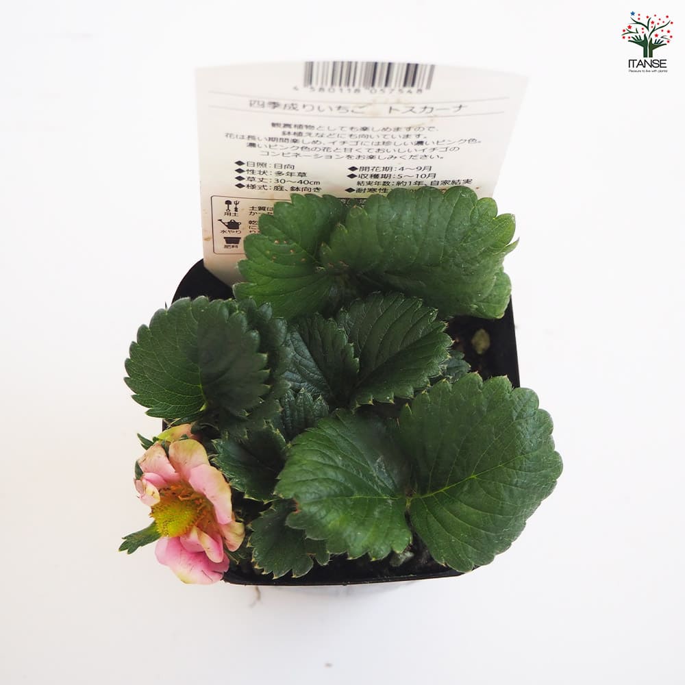 いちごの苗 四季成りいちご トスカーナ2個~ 【野菜の苗 3号】