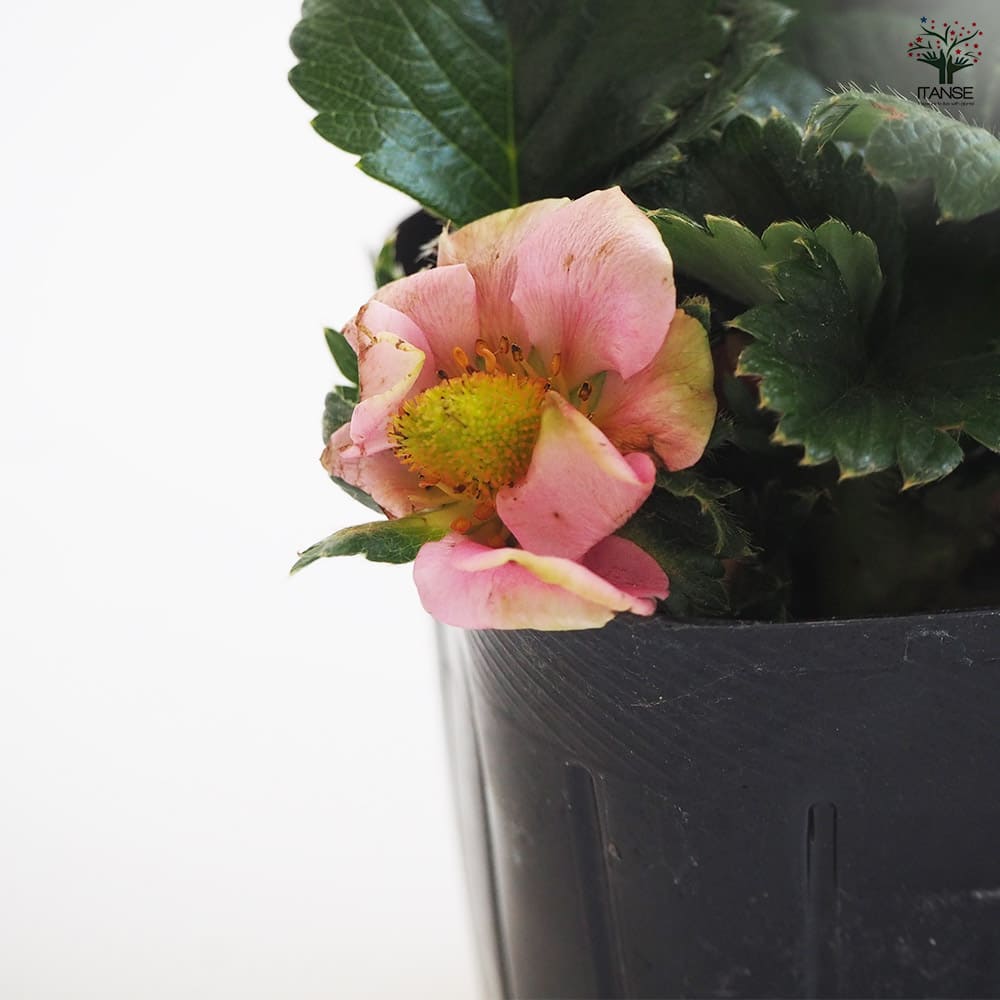 いちごの苗 四季成りいちご トスカーナ2個~ 【野菜の苗 3号】