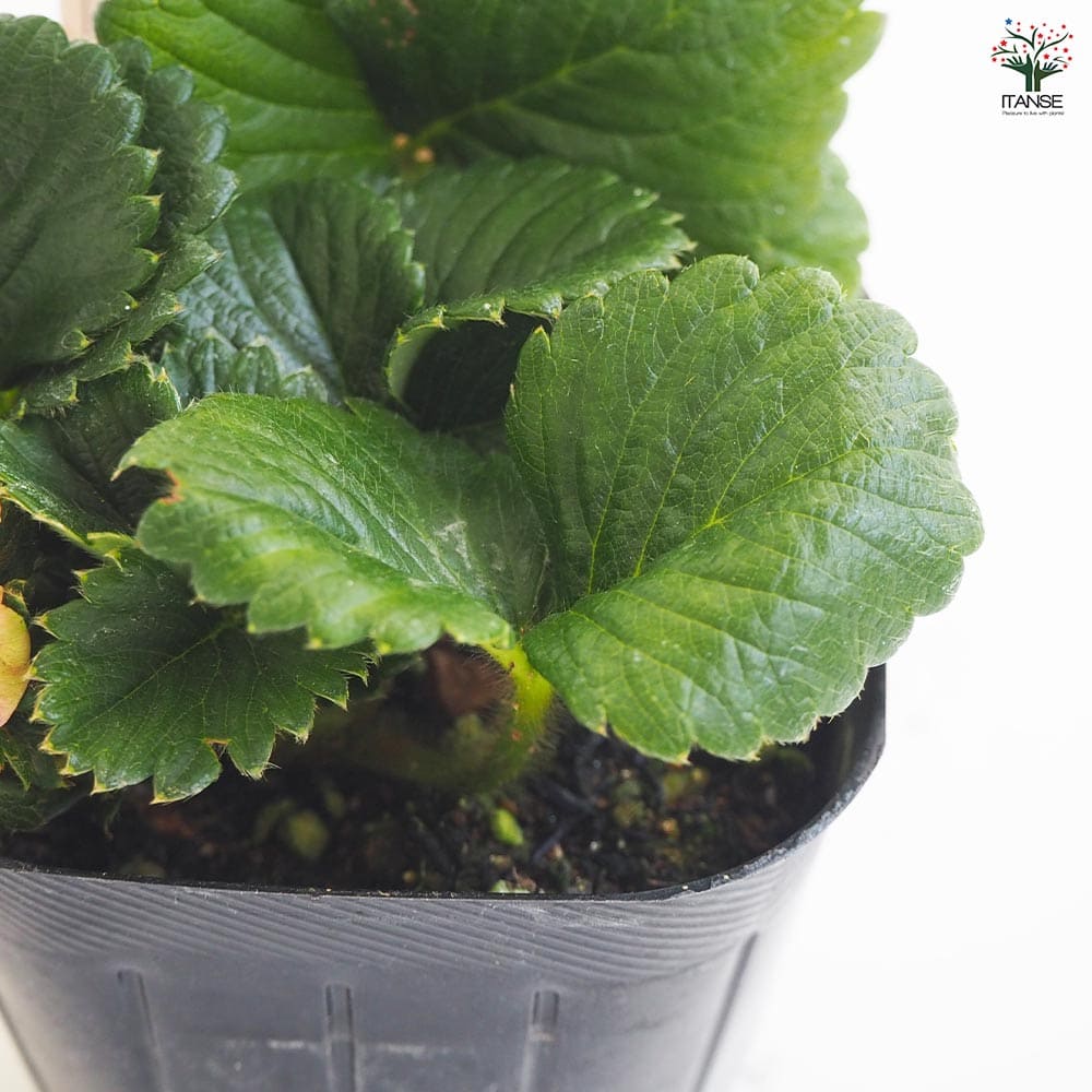 いちごの苗 四季成りいちご トスカーナ2個~ 【野菜の苗 3号】