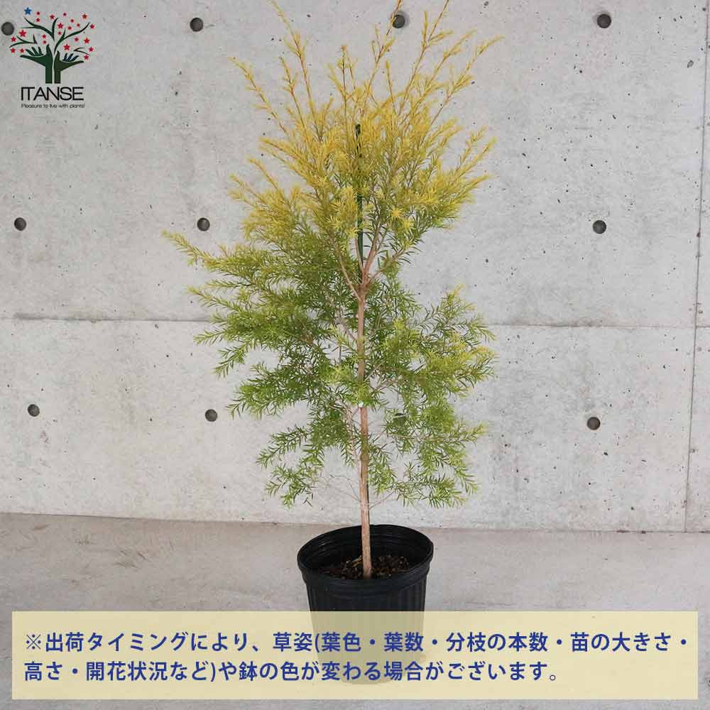 メラレウカ・レボリューションゴールド 【庭木 8号鉢 大苗／1個