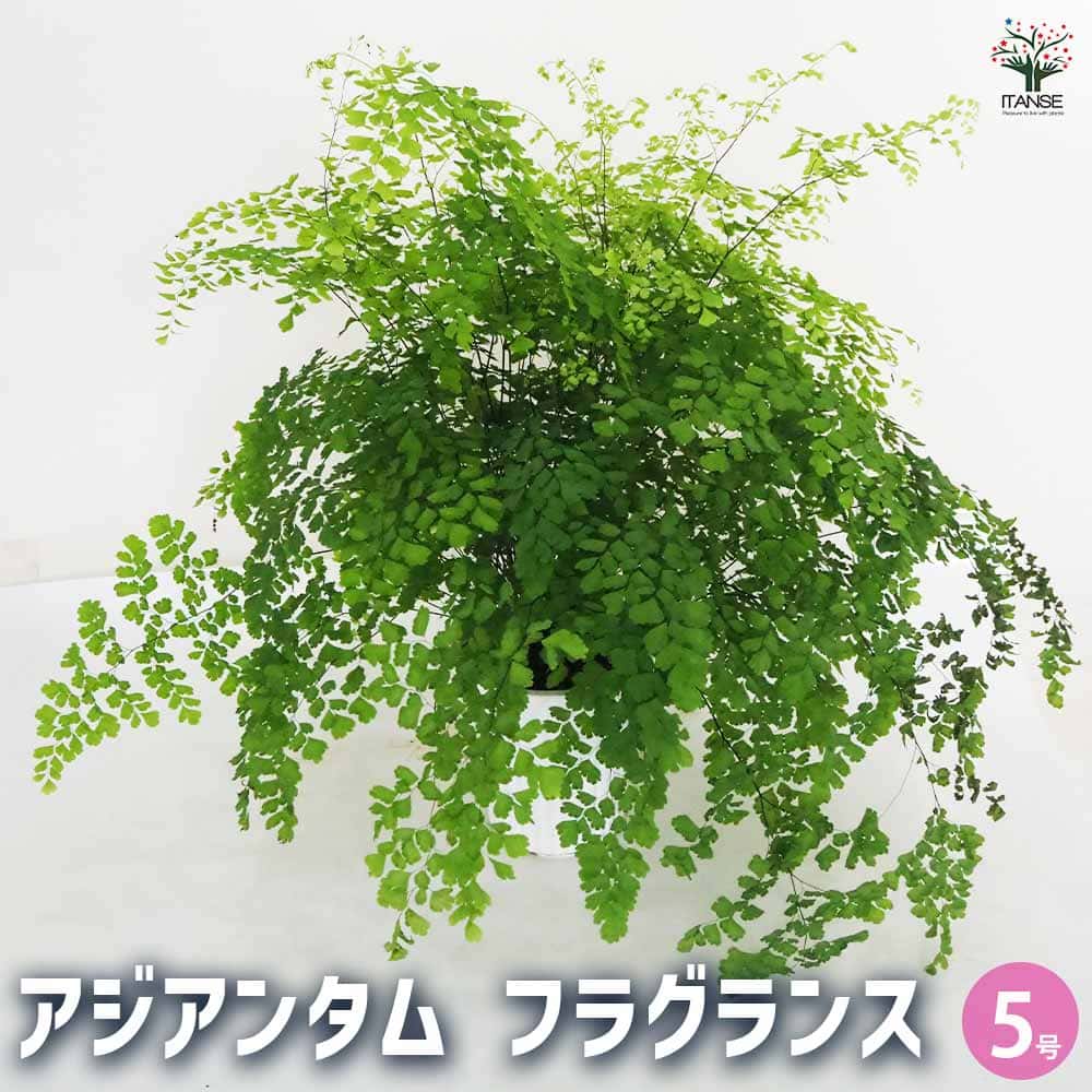 観葉植物 アジアンタム フラグランス 【観葉植物 5号／1個売り