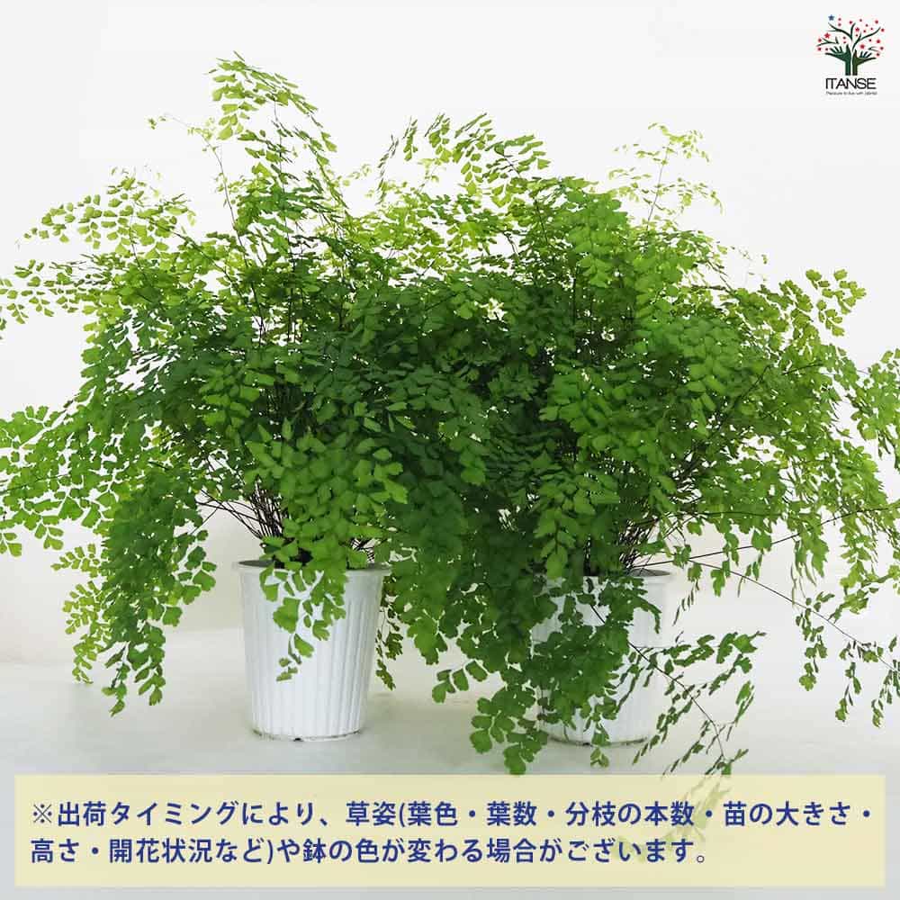 観葉植物 アジアンタム フラグランス 【観葉植物 5号／1個売り