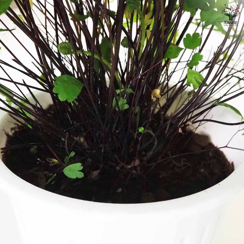 観葉植物 アジアンタム フラグランス 【観葉植物 5号／1個売り