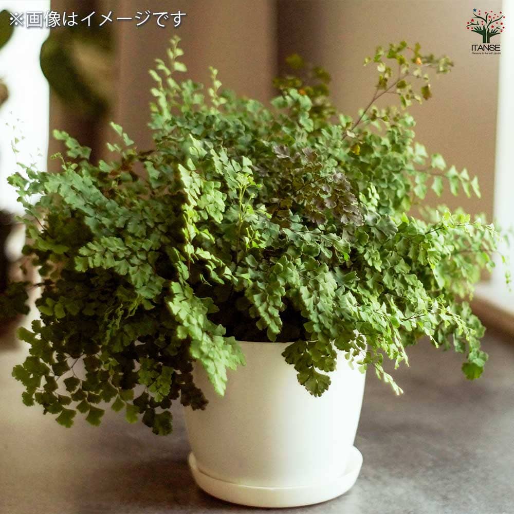 観葉植物 アジアンタム フラグランス 【観葉植物 5号／1個売り