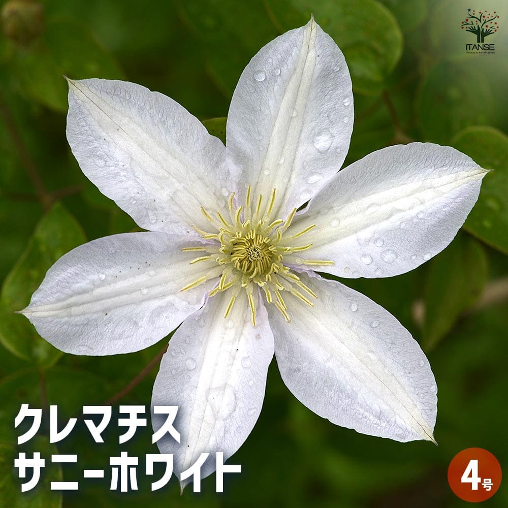 クレマチス サニーホワイト 【花苗 4号／1個売り】｜ 【植物の