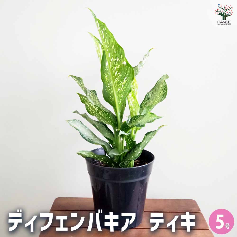 ディフェンバキア ティキ【M】 【観葉植物 5号／1個売り】｜ 【植物の