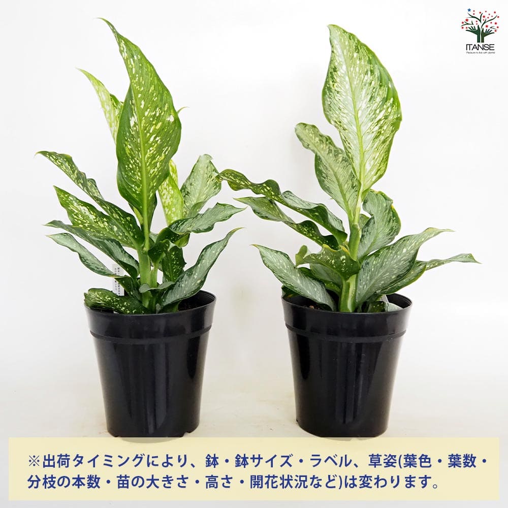 ディフェンバキア ティキ【M】 【観葉植物 5号／1個売り】｜ 【植物の