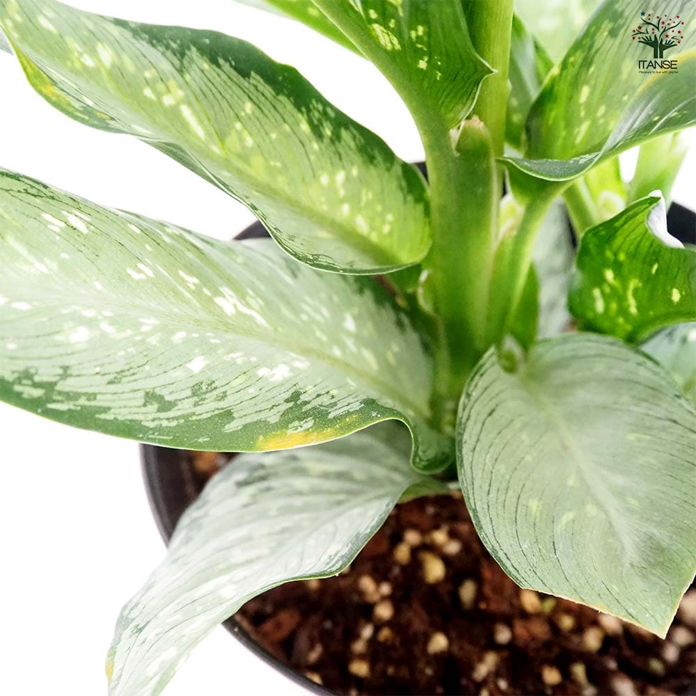 ディフェンバキア ティキ【M】 【観葉植物 5号／1個売り】｜ 【植物の
