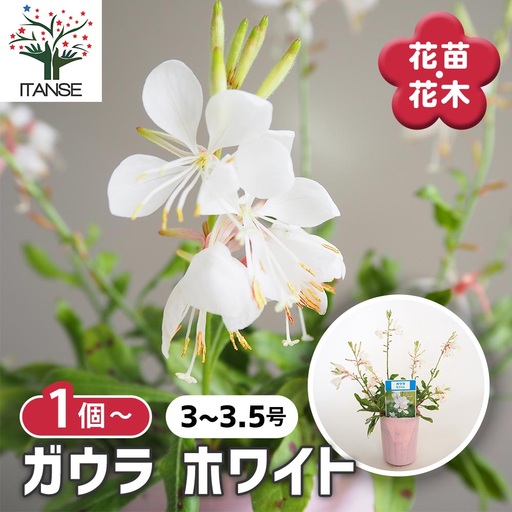 ガウラ ホワイト 【花苗 3～3.5号】｜ 【植物のITANSE】全品送料