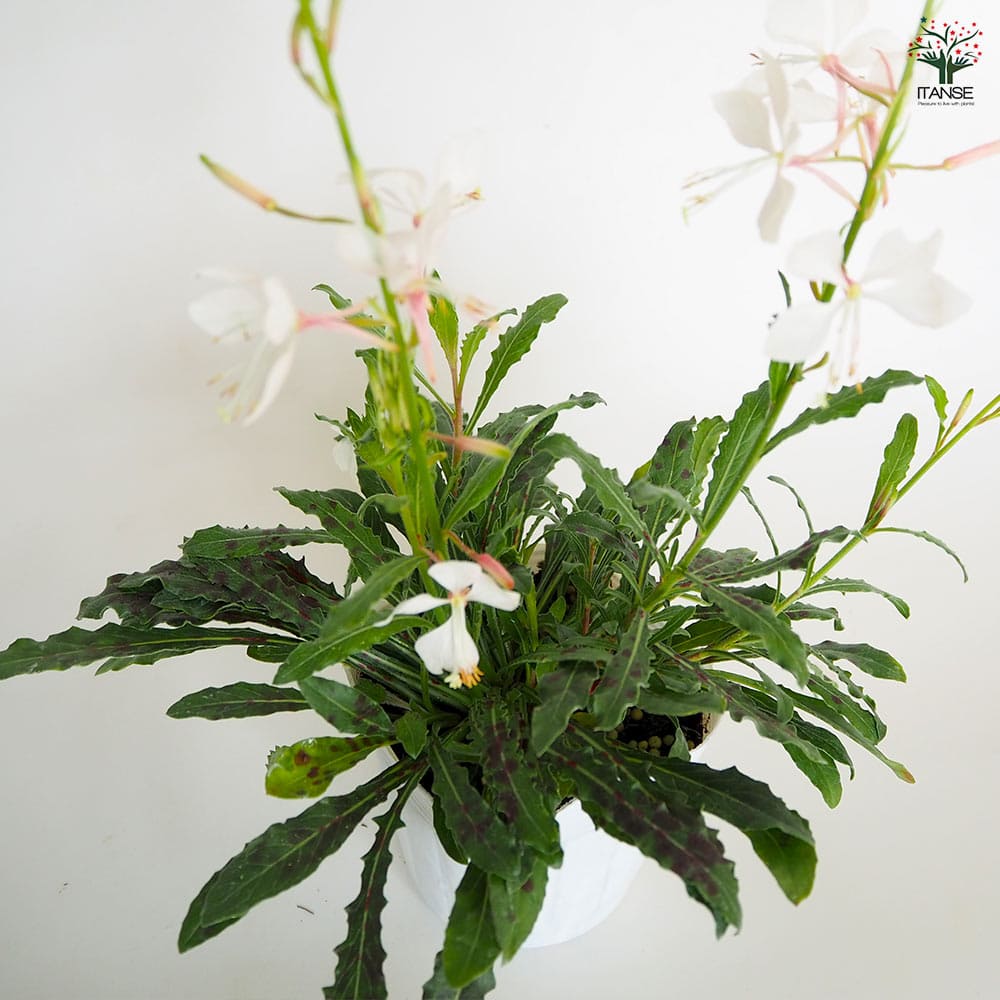 ガウラ ホワイト 【花苗 3～3.5号】｜ 【植物のITANSE】全品送料