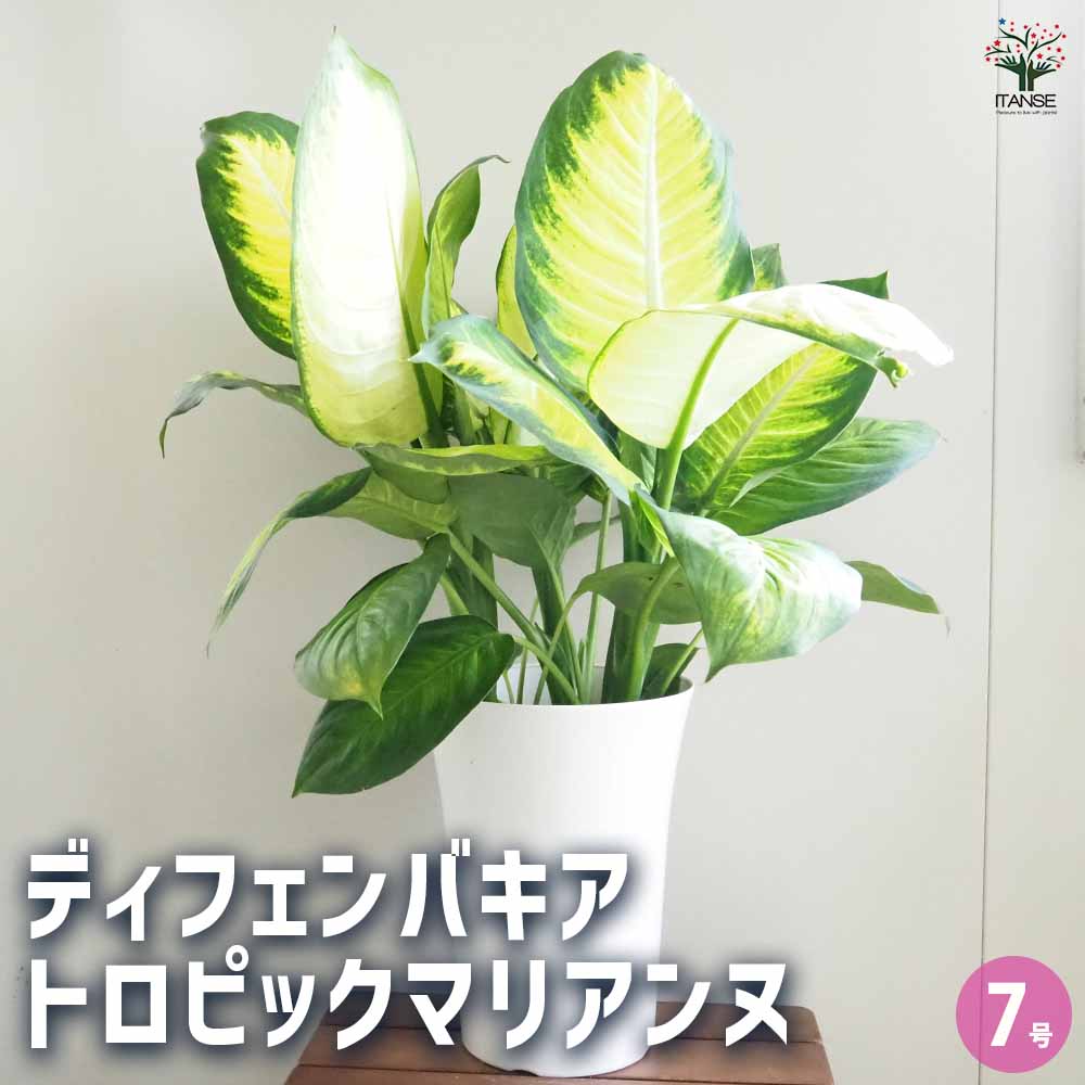ディフェンバキア トロピックマリアンヌ 【観葉植物 7号／1個売り