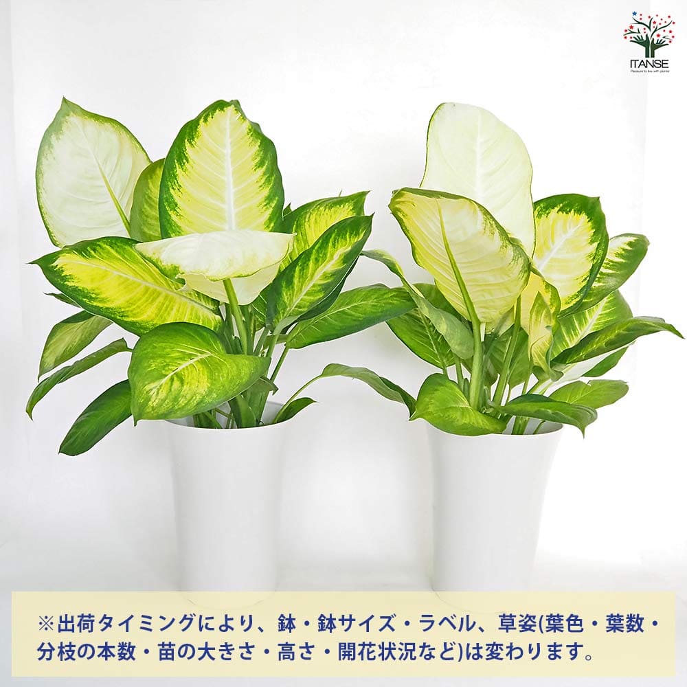 ディフェンバキア トロピックマリアンヌ 【観葉植物 7号／1個売り