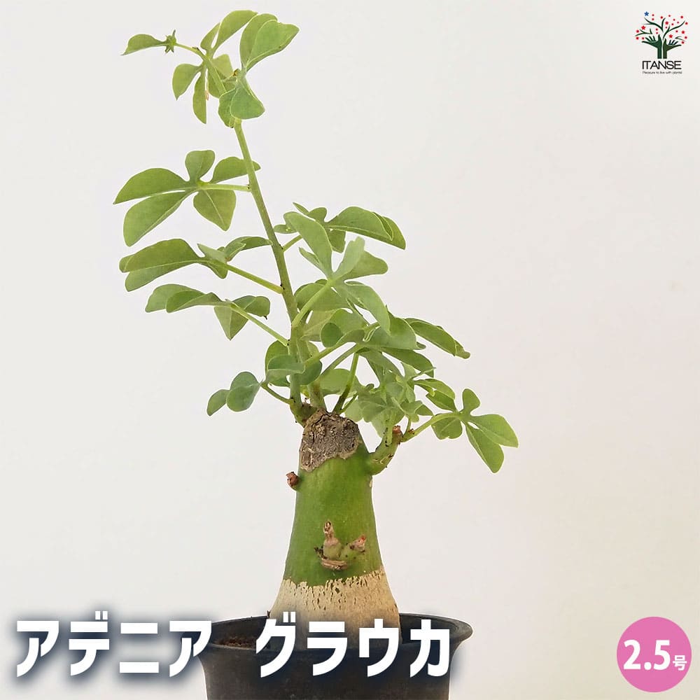 9月入荷 アデニア グラウカ 10粒 種 種子 証明書あり2608 アデニア グラウカ 【多肉植物 2.5号／1個売り】｜ 【植物の