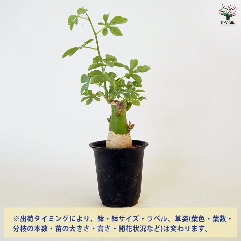 アデニア グラウカ 【多肉植物 2.5号／1個売り】｜ 【植物の