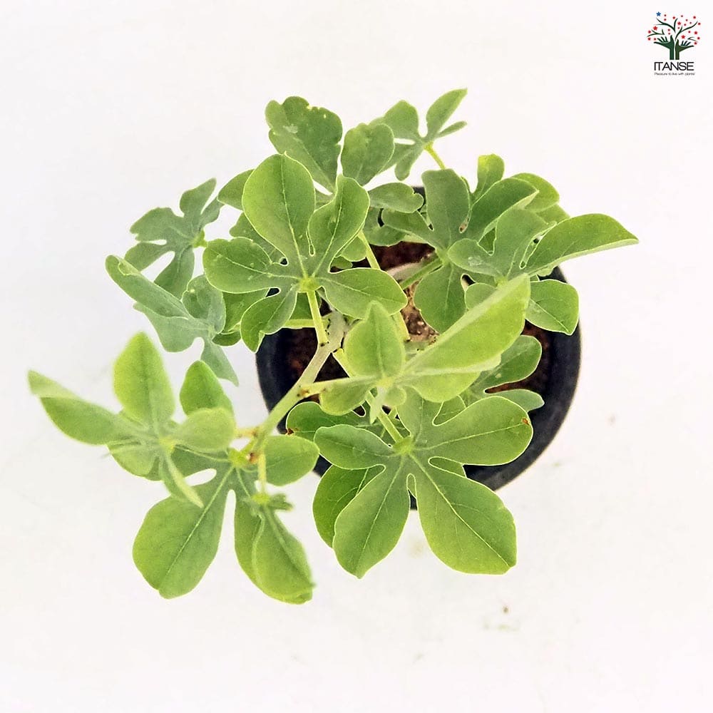 アデニア グラウカ 【多肉植物 2.5号／1個売り】｜ 【植物の