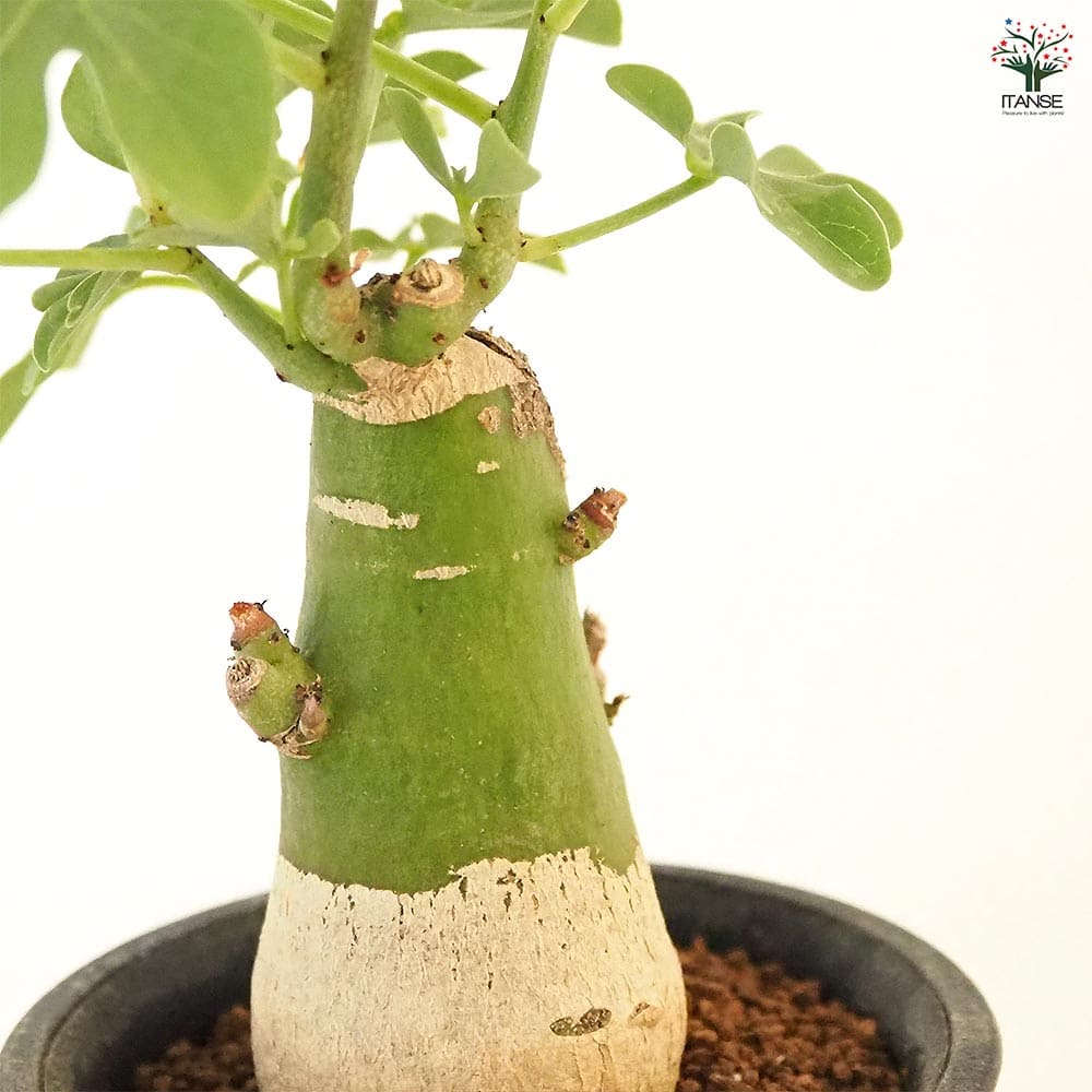 アデニア グラウカ 【多肉植物 2.5号／1個売り】｜ 【植物の