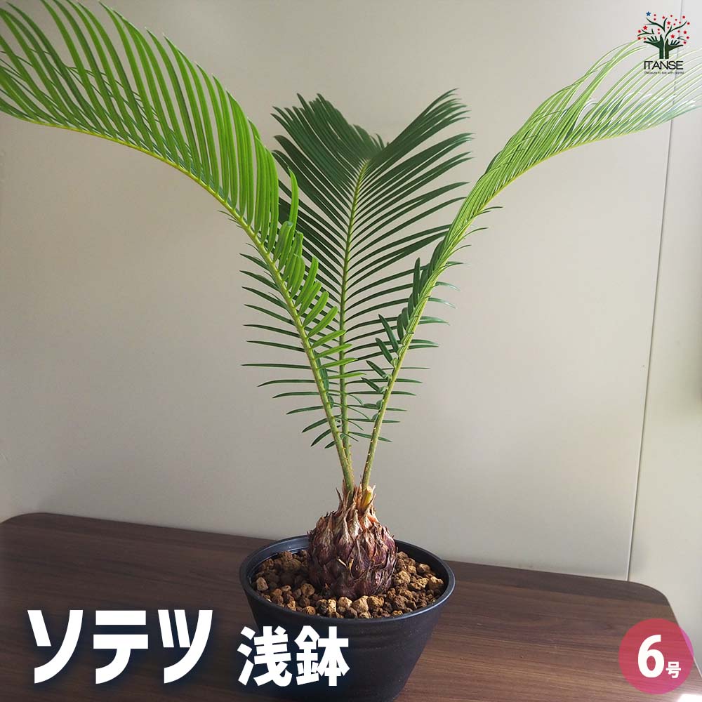 ソテツ 【観葉植物 6号／1個売り】｜ 【植物のITANSE