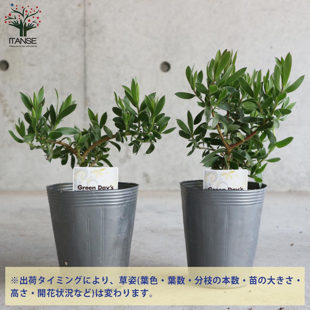 リューカデンドロン・スターグリーン【庭木 4号ポット／1個売り