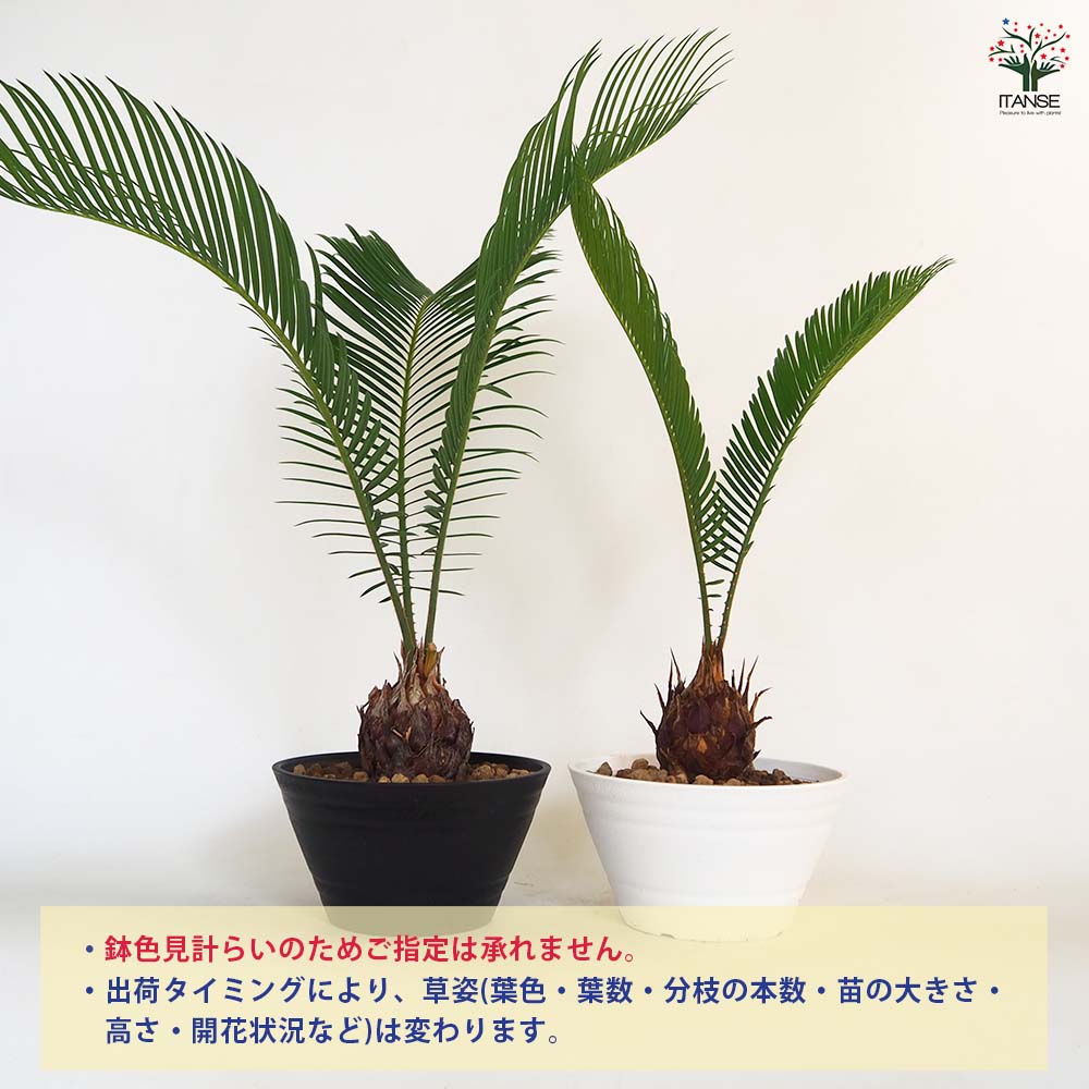 【現地受取できる方限定】ソテツ　蘇轍　植物 約2メートル 楽天市場】【限定1点】 蘇鉄（ソテツ）極太 2m Cycas revoluta