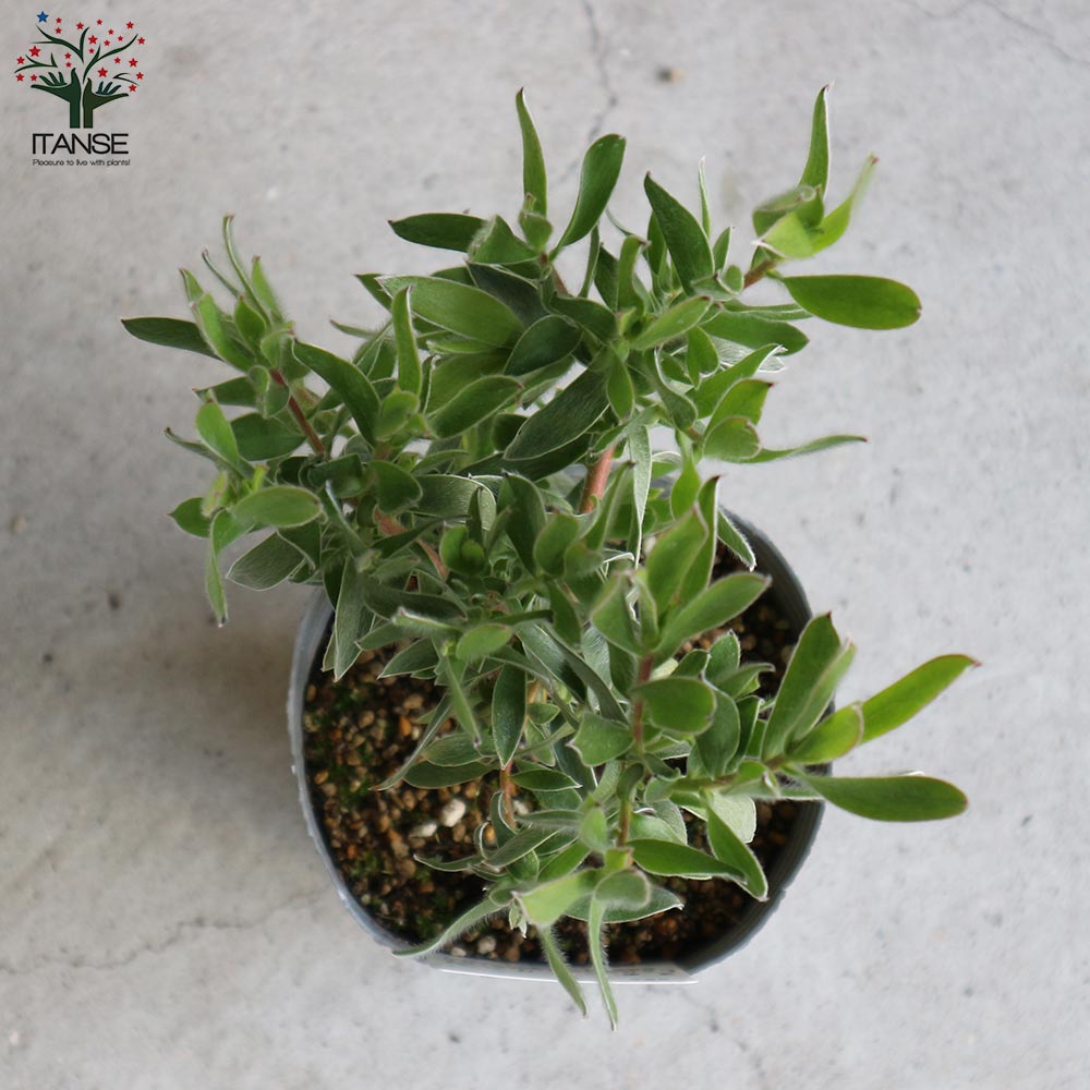 リューカデンドロン・スターグリーン【庭木 4号ポット／1個売り