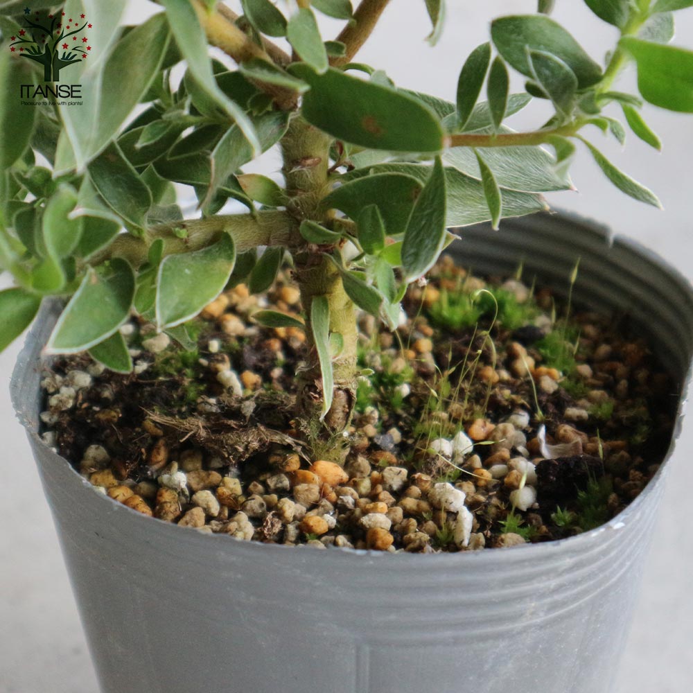 スモークツリー とリューカデンドロンのグリーンオーバルリース　クラスペディア オージープランツのご紹介です！ 🌸リューカデンドロン