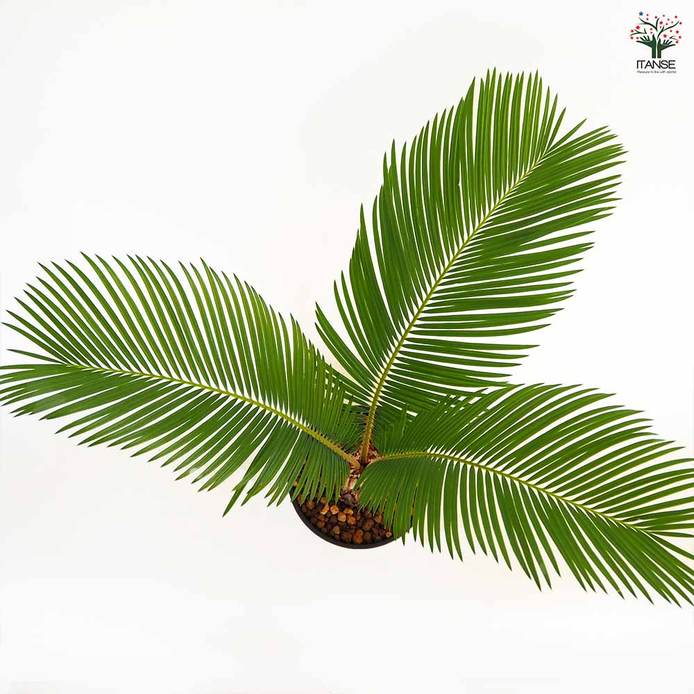 【レアソテツ】種子1粒　色々 2025年最新】ソテツ 種子の人気アイテム - メルカリ