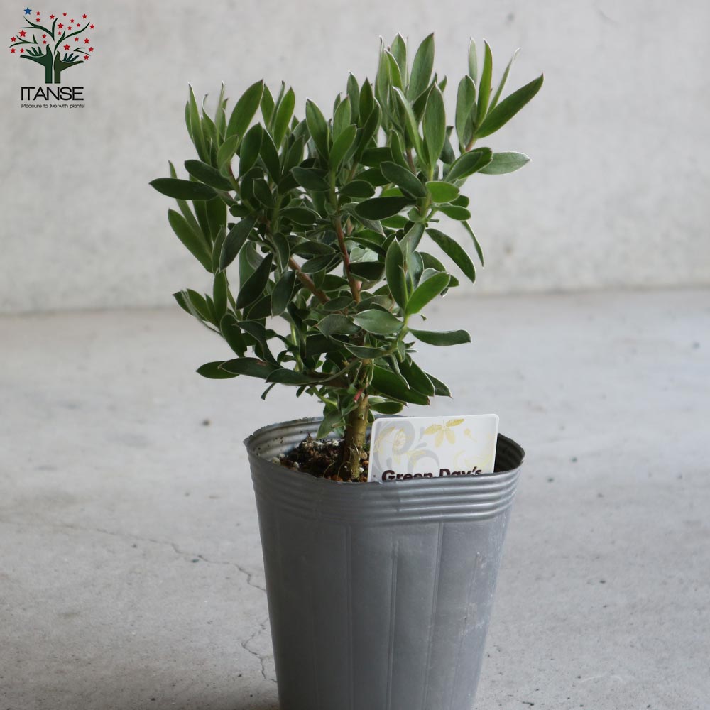 リューカデンドロン・スターグリーン【庭木 4号ポット／1個売り