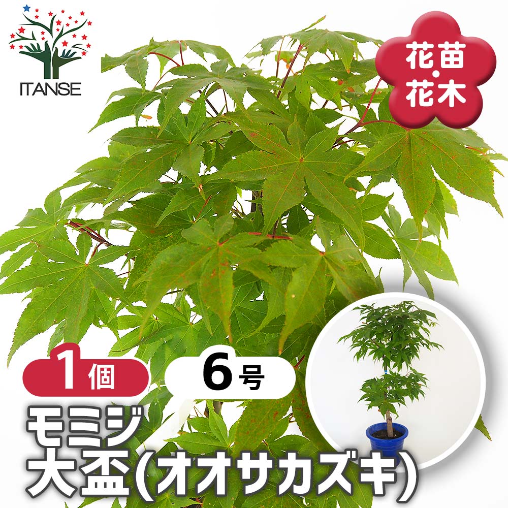 モミジ(カエデ)の苗木 大盃(オオサカズキ) 【花木苗 6号／1個売り