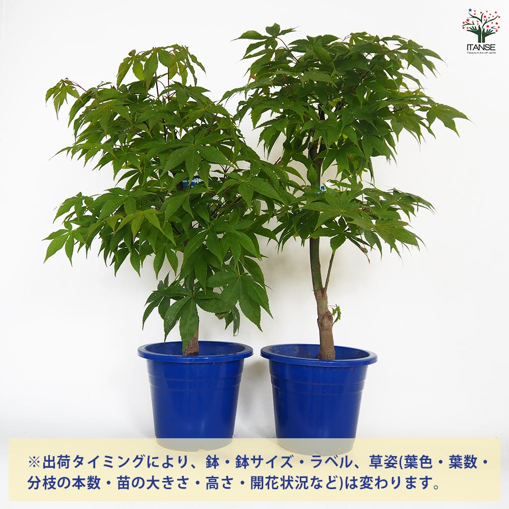 モミジ(カエデ)の苗木 大盃(オオサカズキ) 【花木苗 6号／1個売り