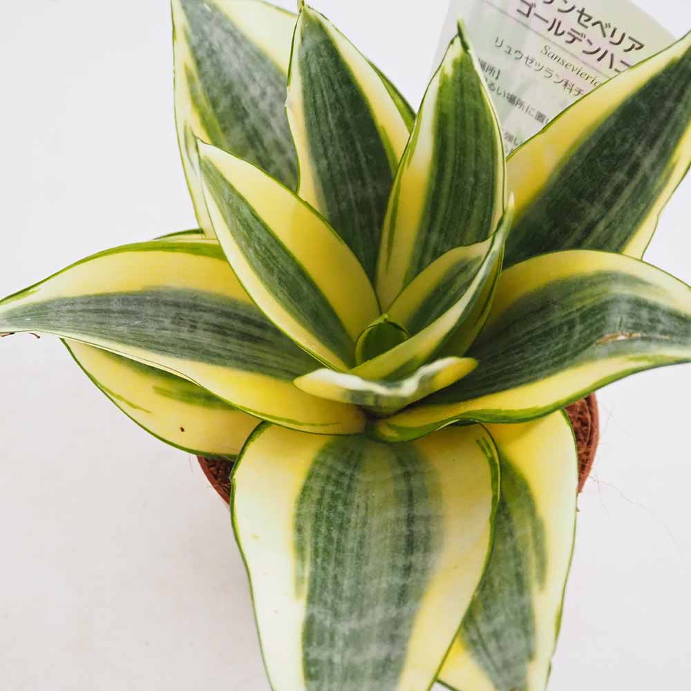 サンスベリア ゴールデンハニー 【観葉植物 3号】｜ 【植物の