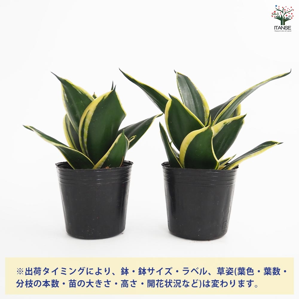 サンスベリア ゴールデンハニー 【観葉植物 3号】｜ 【植物の