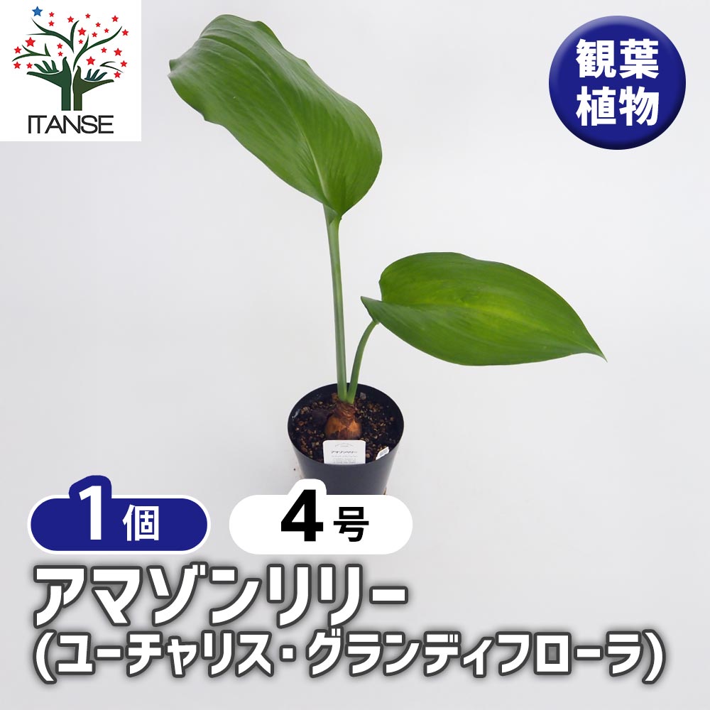 アマゾンリリー (ユーチャリスグランディフローラ) 【観葉植物 4号／1