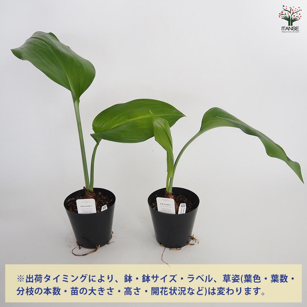 アマゾンリリー (ユーチャリスグランディフローラ) 【観葉植物 4号／1