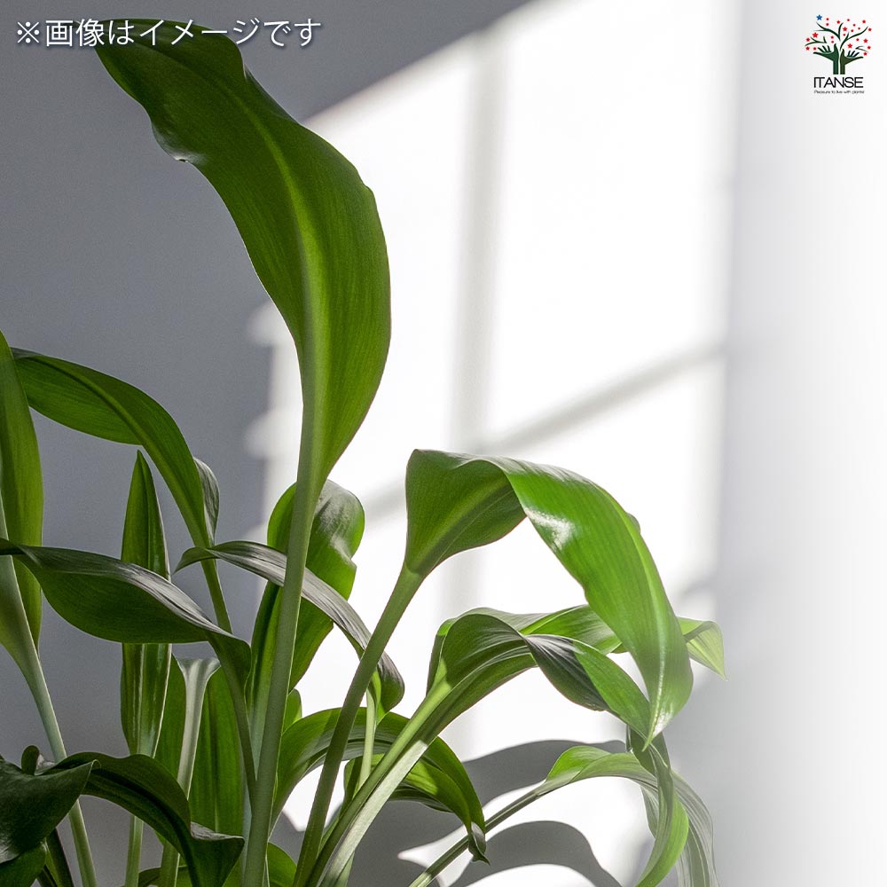 アマゾンリリー (ユーチャリスグランディフローラ) 【観葉植物 4号／1