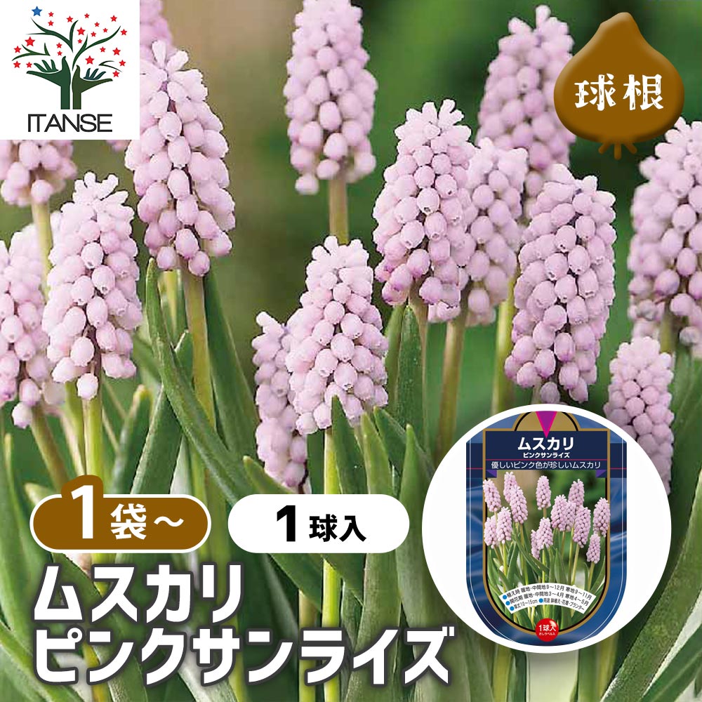 球根 ムスカリ ピンクサンライズ 【花球根 1球】｜ 【植物の