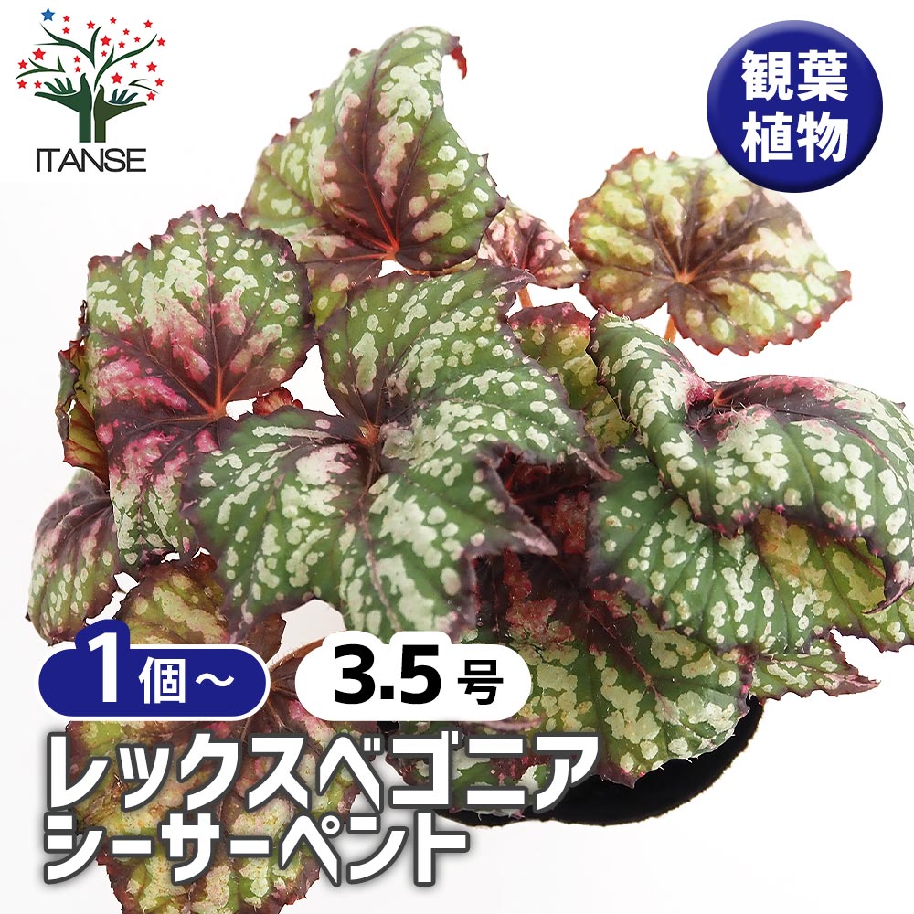 レックスベゴニア シーサーペント 【観葉植物 3.5号】