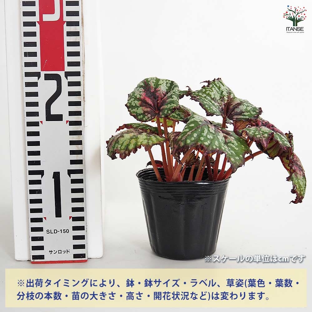 レックスベゴニア シーサーペント 【観葉植物 3.5号】