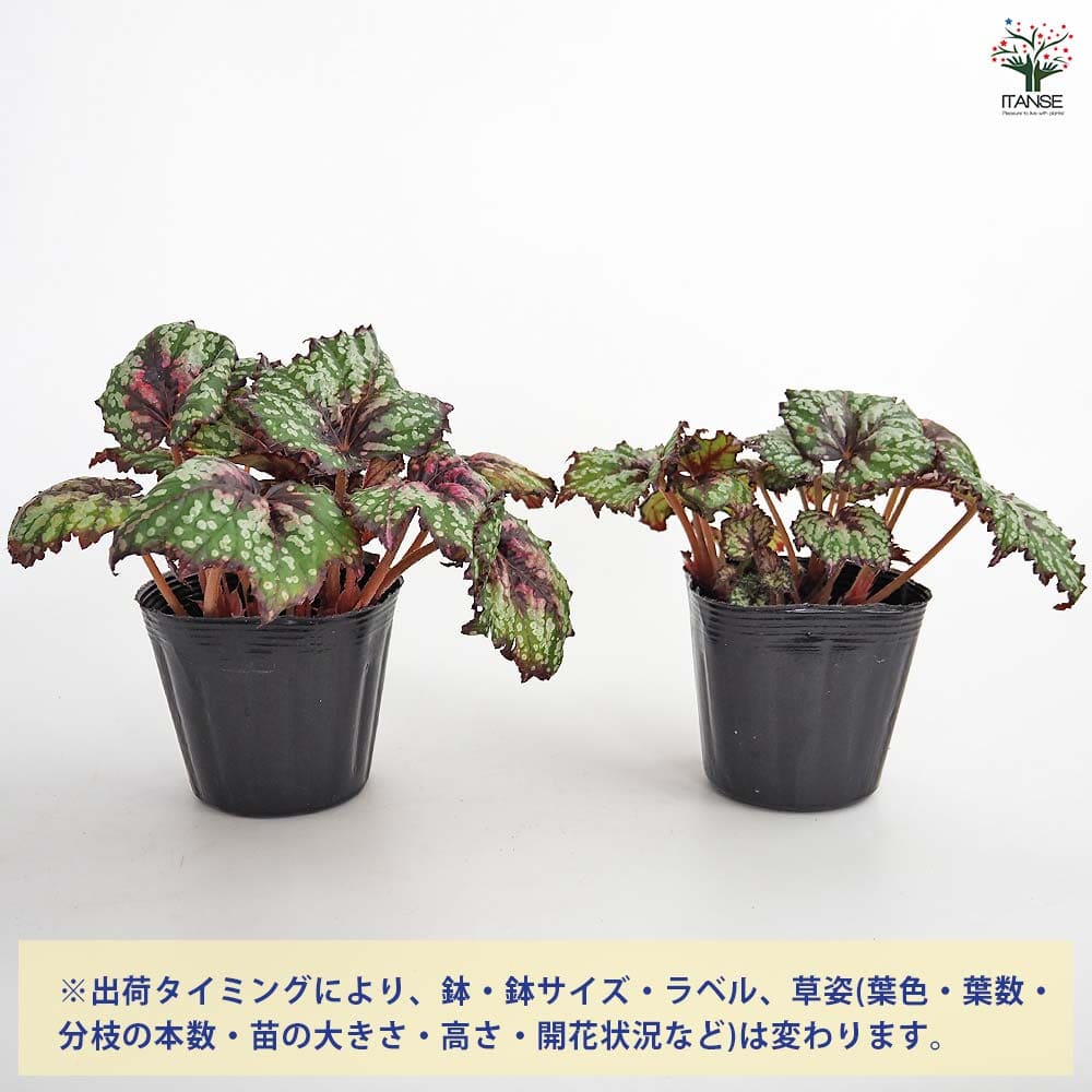 レックスベゴニア シーサーペント 【観葉植物 3.5号】