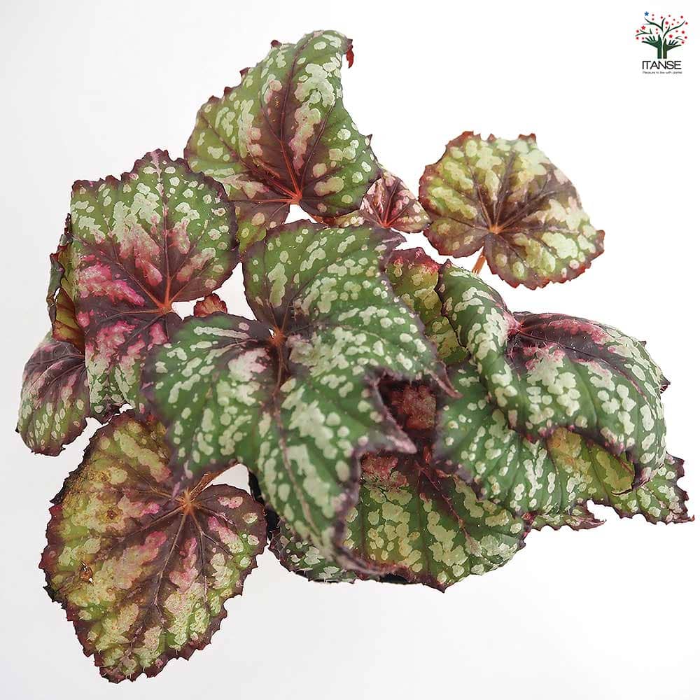 レックスベゴニア シーサーペント 【観葉植物 3.5号】