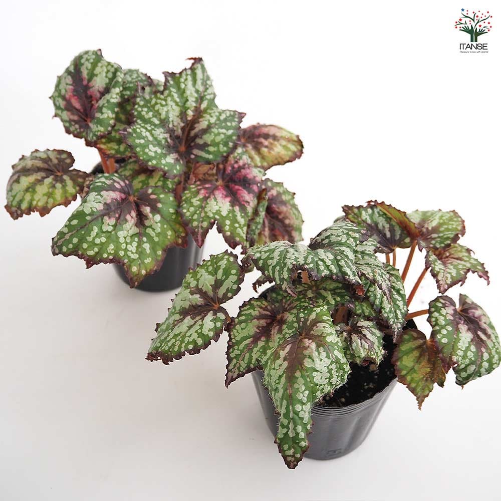 レックスベゴニア シーサーペント 【観葉植物 3.5号】