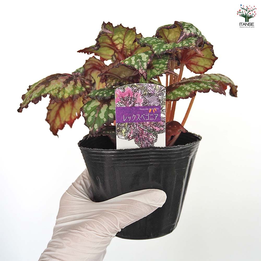 レックスベゴニア シーサーペント 【観葉植物 3.5号】｜ 【植物の