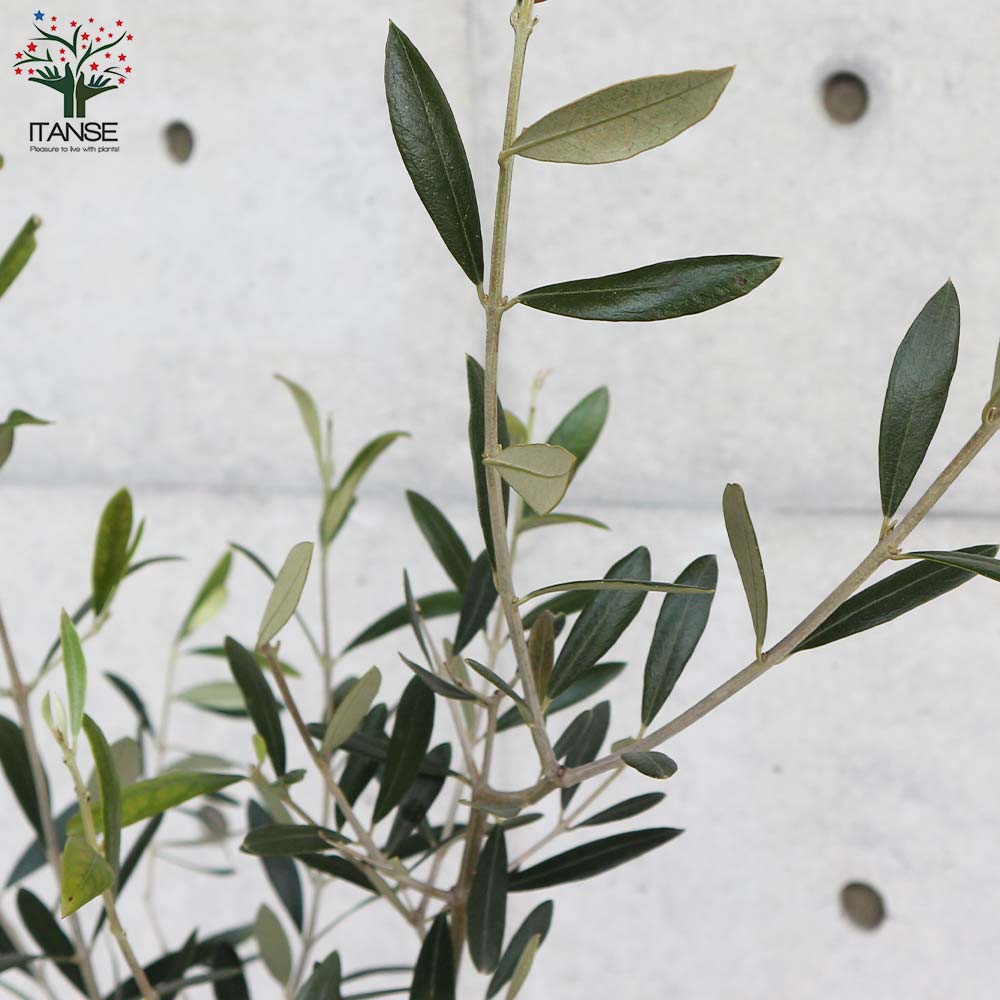 オリーブの苗木 品種：ミッション【果樹の苗 木 6号白テーパード鉢M